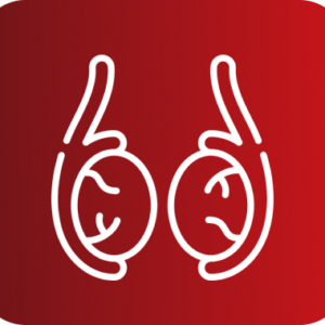 ECOGRAFIA TESTICULAR