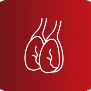 ECOGRAFIA DOPPLER TESTICULAR